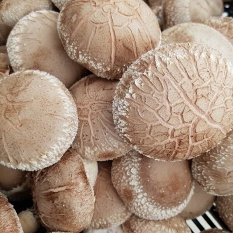 강원더몰,양양고노골표고농장 친환경 쫄깃 생표고버섯1kg 상품
