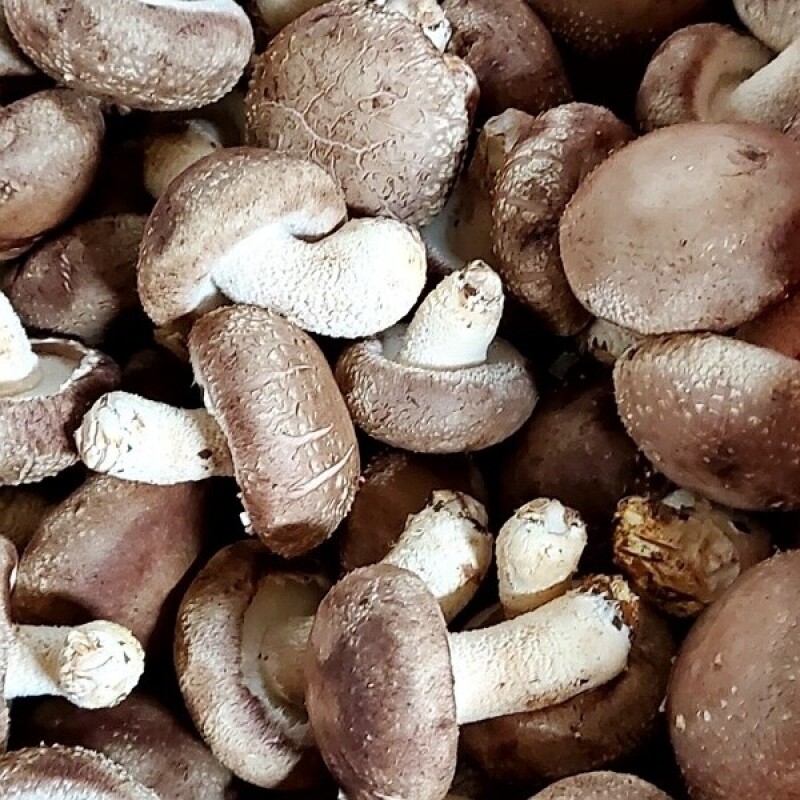 양양몰,양양고노골표고농장 친환경 쫄깃 생표고버섯1kg 선물용