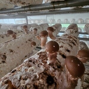 양양 참송이버섯 1kg