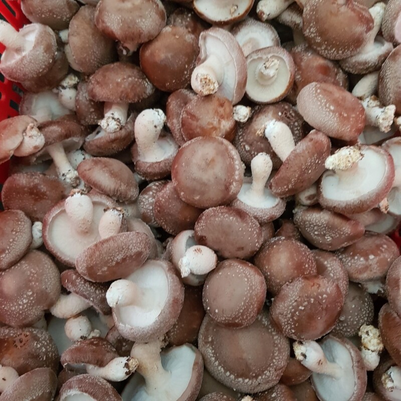 강원더몰,양양고노골표고농장 친환경 쫄깃 생표고버섯1kg 상품