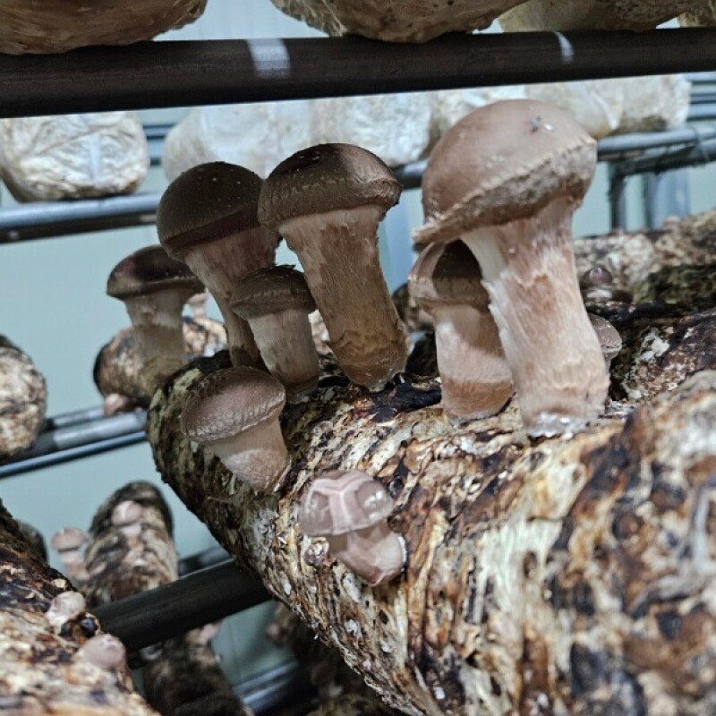 강원더몰,양양 참송이버섯 1kg